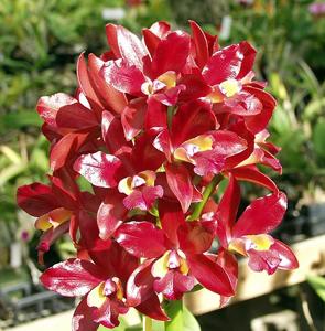 Cattlianthe Ruby Wax