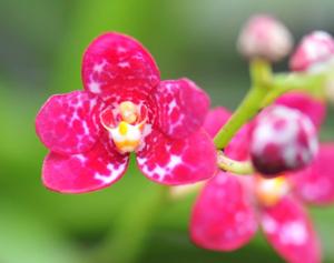 Sarcochilus Cherie Dawn