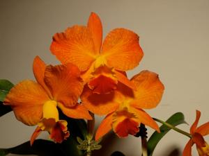 Rhyncholaeliocattleya Apricot Sands