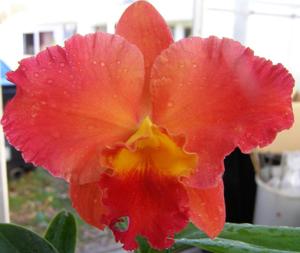 Rhyncholaeliocattleya Apricot Sands