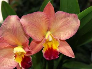 Rhyncholaeliocattleya Apricot Sands