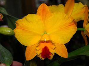 Rhyncholaeliocattleya Apricot Sands