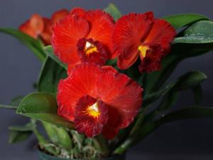 Rhyncholaeliocattleya Apricot Sands