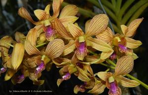 Dendrobium Exotic's Stripe