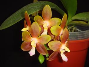 Phalaenopsis Yaphon Green Lotus