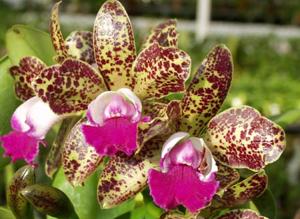 Rhyncholaeliocattleya Cloud's Candy Corn