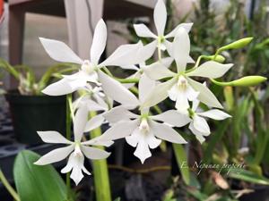 Epiarthron Kevin Mark Ragbir