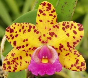 Cattleya Lucky Gem