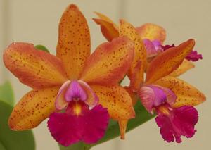 Cattleya Lucky Gem