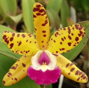 Cattleya Lucky Gem