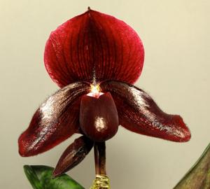 Paphiopedilum Hsinying Beltre