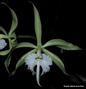 Rhynchodendrum Cabalgata en Verde