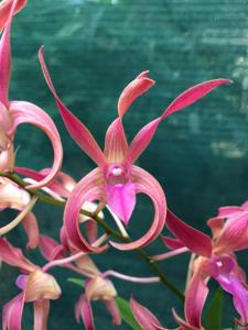 Dendrobium Bucko