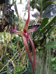 Bulbophyllum Khoon Meng