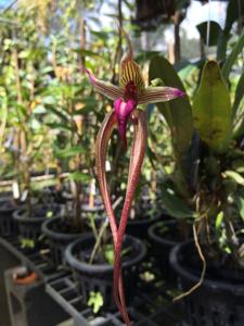 Bulbophyllum Khoon Meng
