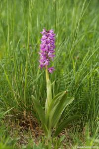 Orchis loreziana