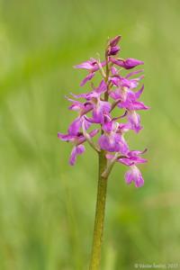 Orchis loreziana