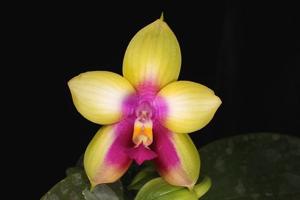 Phalaenopsis LD's Bear Queen