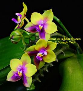 Phalaenopsis LD's Bear Queen