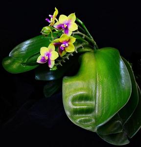 Phalaenopsis LD's Bear Queen