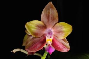 Phalaenopsis LD's Bear King