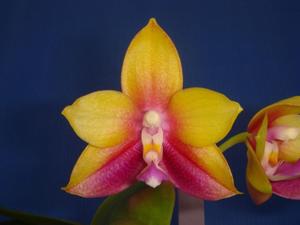 Phalaenopsis LD's Bear King