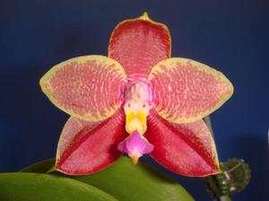 Phalaenopsis LD's Bear King