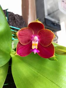 Phalaenopsis LD's Bear King