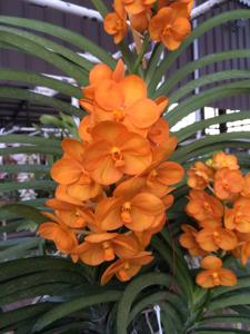 Vandachostylis Nopporn Orange Rosy