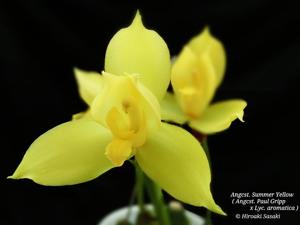 Angulocaste Summer Yellow