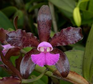 Cattleya Mareeba Tiger