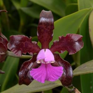 Cattleya Mareeba Tiger