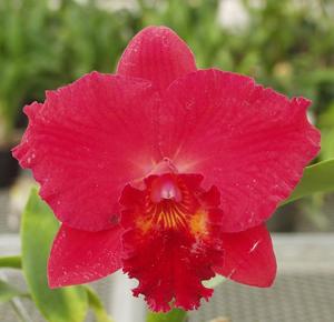 Rhyncholaeliocattleya Lebenkreis