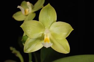 Phalaenopsis Yaphon Evergreen