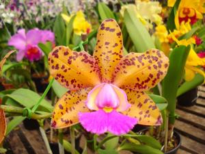 Cattleya Amigo Aniel Carnier