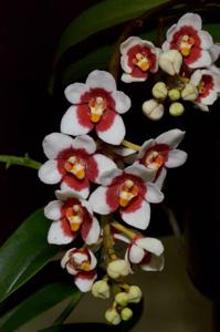 Sarcochilus Bonanza