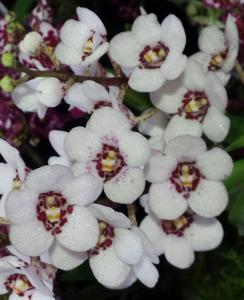 Sarcochilus Val