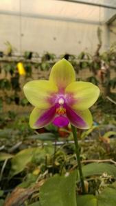 Phalaenopsis Hua Yi Pride