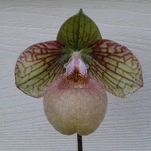 Paphiopedilum Debora