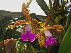 Cattleya Chuzca Real