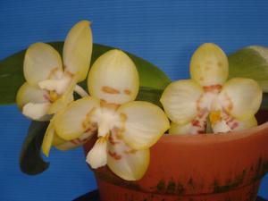 Phalaenopsis Yaphon Image