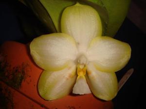 Phalaenopsis Yaphon Image