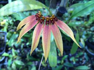 Bulbophyllum Perseus