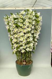 Dendrobium Silky Heart