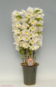 Dendrobium Silky Heart