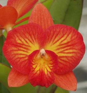 Cattleya Memoria Trudi Marsh