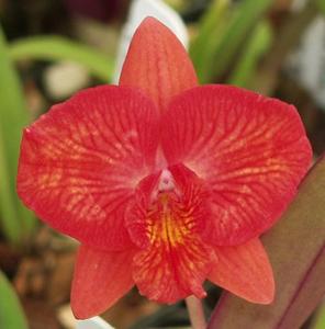 Cattleya Memoria Trudi Marsh