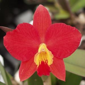 Cattleya Memoria Trudi Marsh