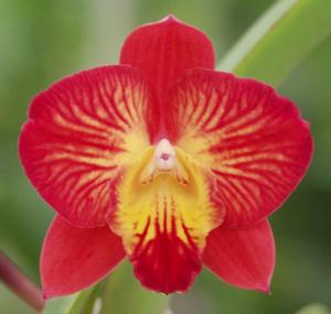 Cattleya Memoria Trudi Marsh