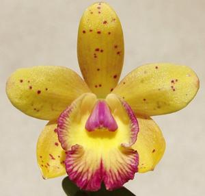Cattleya Carlos E. Ospina